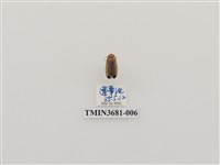 藏品(大端黑螢)的圖片